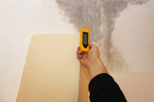 Best Mold Damage Restoration  in USA